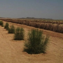 مساحت عرصه های در معرض بیابانی شدن**306000 **هکتار