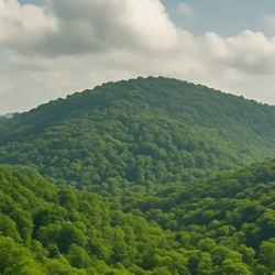 مساحت اراضی جنگلی و بیشه زار**500000**هکتار