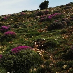 مساحت اراضی مرتعی**862000**هکتار