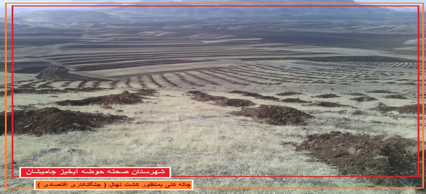 عکس‌های جنگل