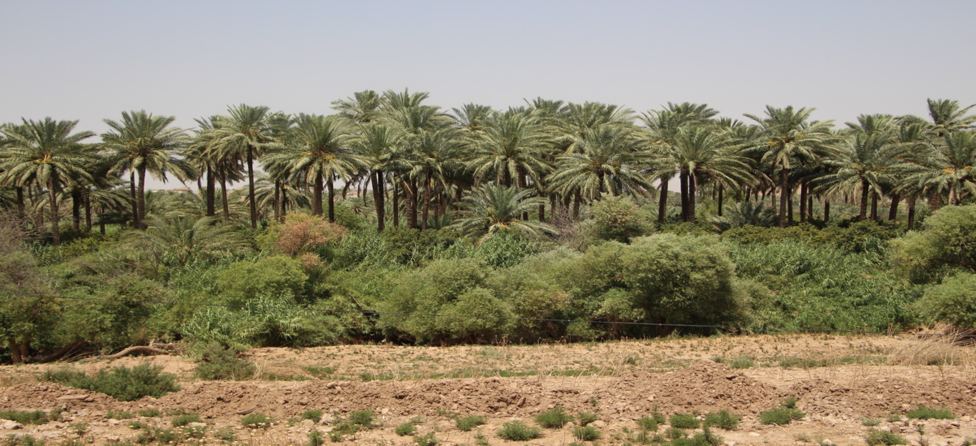 عکس‌های جنگل