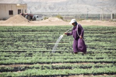 عکس‌های مرتع