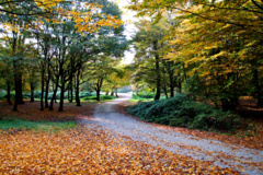 جنگل باغو شهرستان بندرگز