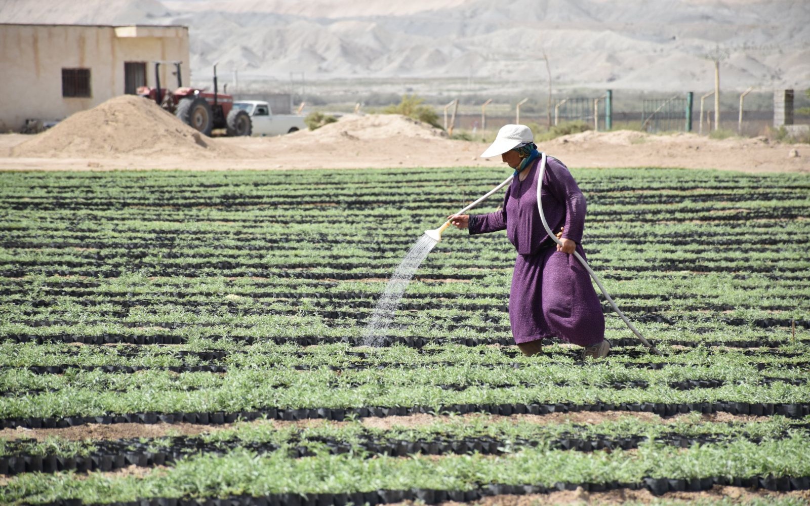 تولید نهالهای مرتعی و بیابانی 