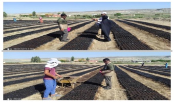 بازدید مهندس برزین از پروژه تولید نهال گونه های مرتعی در نهالستان امام علی(ع) شهرستان مراوه تپه 