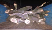 کشف و ضبط شبانه چوب آلات قاچاق جنگلی از کارگاه چوب بری روستای نوده ملک