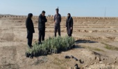 معاون فنی و آبخیزداری منابع طبیعی گلستان از پروژه های اصلاحی و احیایی آق قلا بازدید کرد