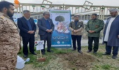 درختکاری در شهرستان های ترکمن و گمیشان به مناسبت هفته منابع طبیعی انجام شد