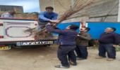 توزیع نهال مثمره رایگان در بین متقاضیان صندوق خرد اعتباری پروژه ترسیب کربن آزادشهر