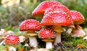 هشدار نسبت به مسمومیت نوعی قارچ در بهار
