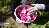 برداشت گل محمدی از مزارع وامِنان آزادشهر
