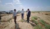 بازدید مدیرکل دفتر امور مراتع سازمان منابع طبیعی و آبخیزداری کشور از بوته کاری های مرتع اینچه شوره زار در شهرستان آق قلا 