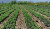 آمادگی منابع طبیعی گلستان در تأمین نهال‌های غیرمثمره جهت کاشت