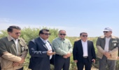 نماینده گنبد کاووس: شاهد تلاش های ارزنده منابع طبیعی در اقدامات اصلاح و احیاء مراتع در گنبدکاووس هستم