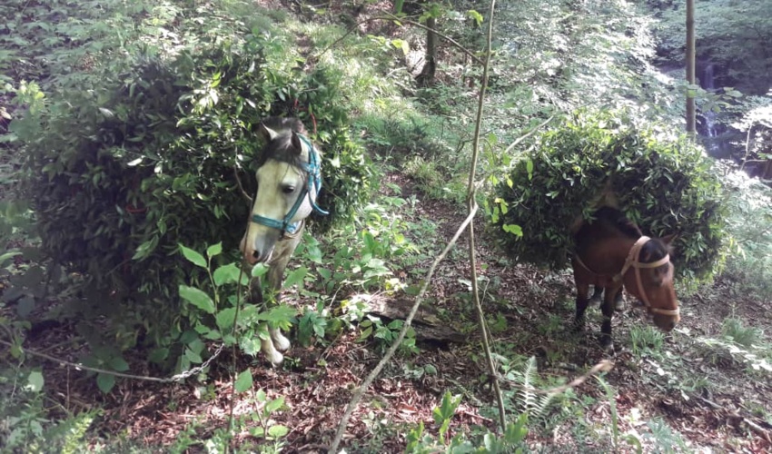 شناسایی متخلفین قطع و حمل چلم در جنگل کارکنده شهرستان بندرگز