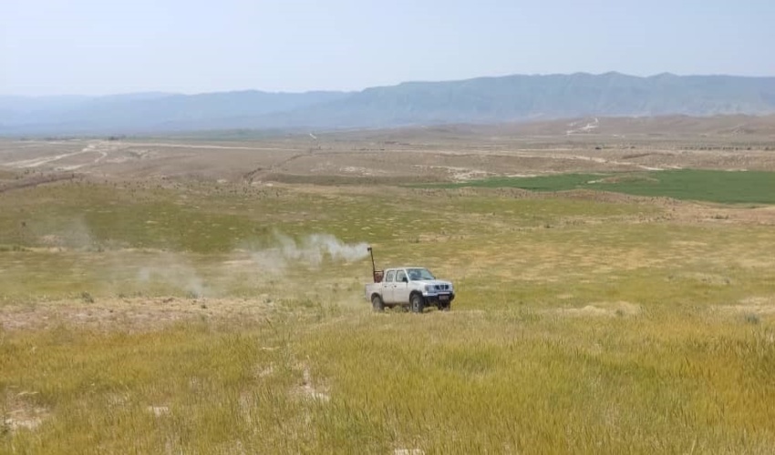 مبارزه با آفت ملخ مراکشی در25 هزار هکتار از مراتع و مزارع شهرستان مراوه تپه انجام می شود