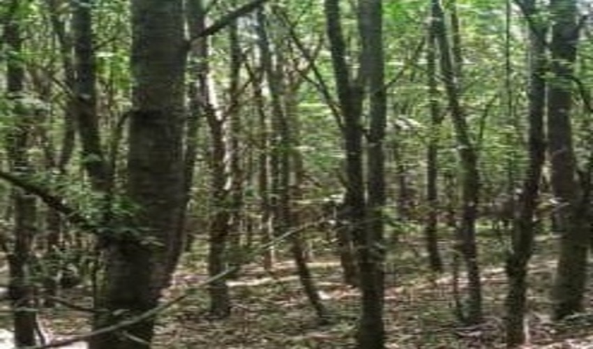 بازدید از جنگل کاری قلعه تاشته حوزه واحد منابع طبیعی دوزین