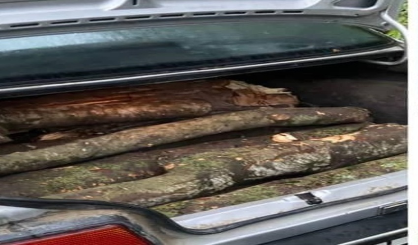 دستگیری متهم در حین قطع درختان در شهرستان مینودشت