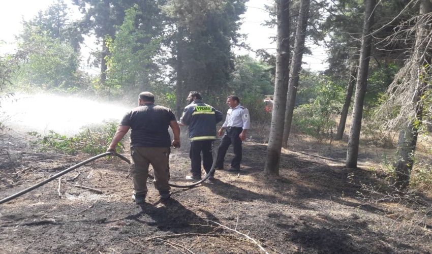 اطفاء حریق در محدوده کاج کاری روستای وطنا در شهرستان بندرگز