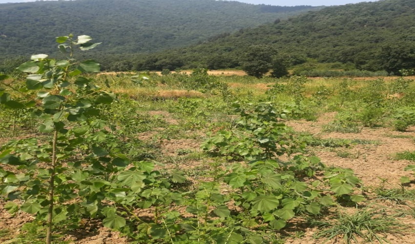  توسعه زراعت چوب گام موثر در حفاظت از عرصه های جنگلی شهرستان رامیان