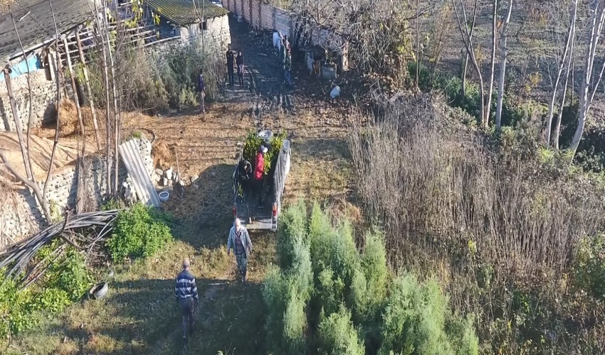 تولید یک میلیارد اصله نهال تا سال 1405