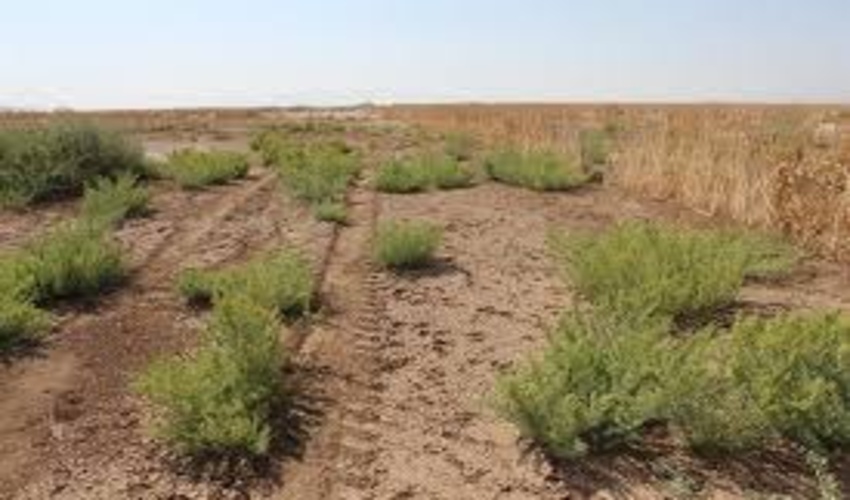 ۳۰۷ هزار هکتار از عرصه‌های منابع ملی گلستان در خطر بیابان‌شدن قرار دارد
