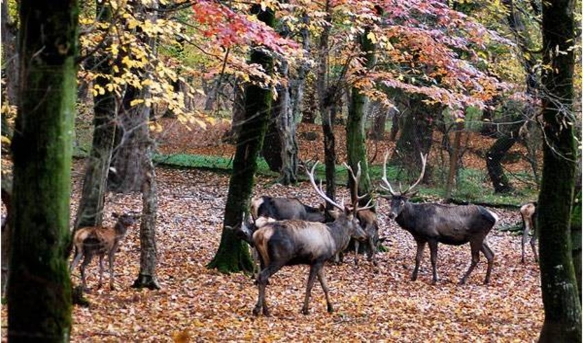 ذخیره گاه های جنگلی استان گلستان ؛ گونه های منحصر به فرد کمیاب