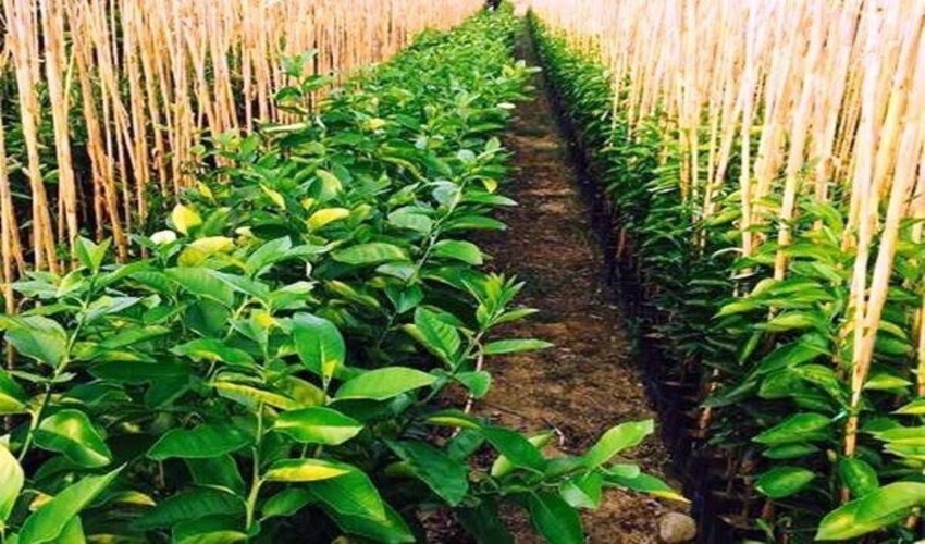 ۶۰۰ هزار اصله نهال تا پایان سال در گلستان کاشته می‌شود/ تولید بیش از ۲ و نیم میلیون اصله نهال جنگلی