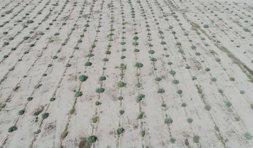 کشت نهال در ۵۰۰ هکتار از مراتع گنبدکاووس