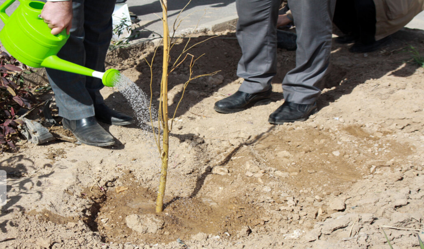 محکومان کلاله‌ای هزار و ۲۰۰ اصله نهال کاشتند