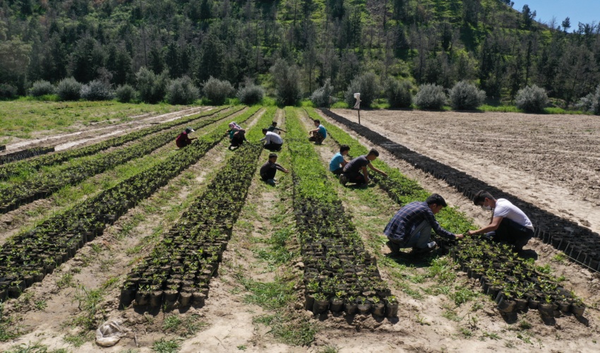 تولید 9.5 میلیون نهال سهم گلستان برای سال آینده تعیین شد 