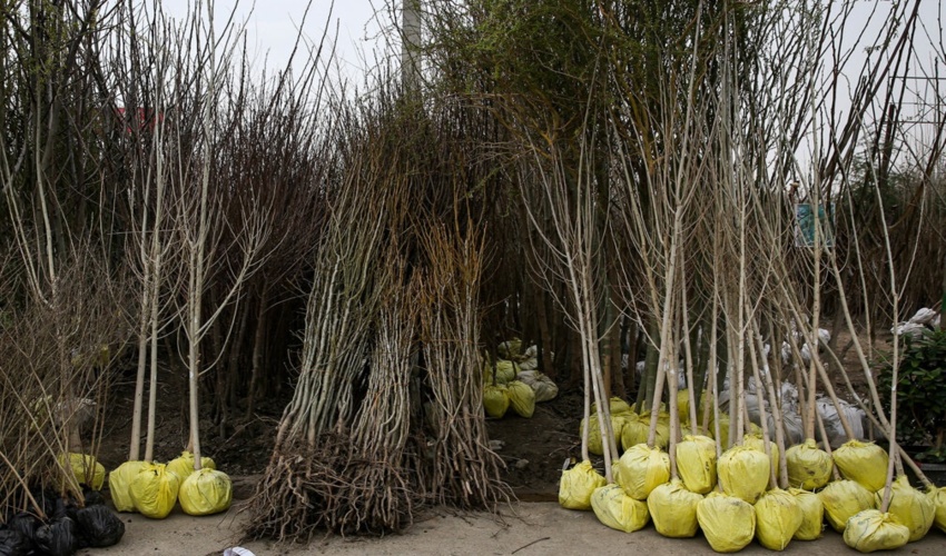  آغاز توزیع ۶۱ هزار اصله نهال در شهرستان گنبدکاووس