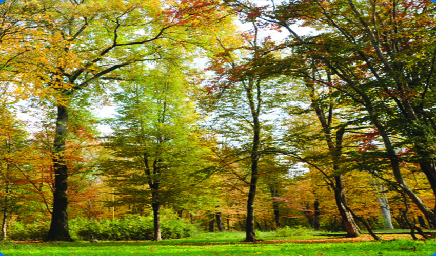 پیام مدیرکل منابع طبیعی و آبخیزداری گلستان به مناسبت روز جهانی جنگل 