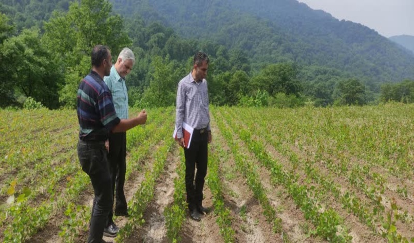 آمادگی کامل نهالستان سوسرا آزادشهر در تولید نهال طرح مردمی کاشت یک میلیارد درخت