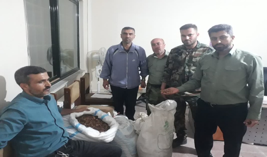 173 کیلوگرم ثعلب از جنگل های مینودشت کشف و ضبط شده است