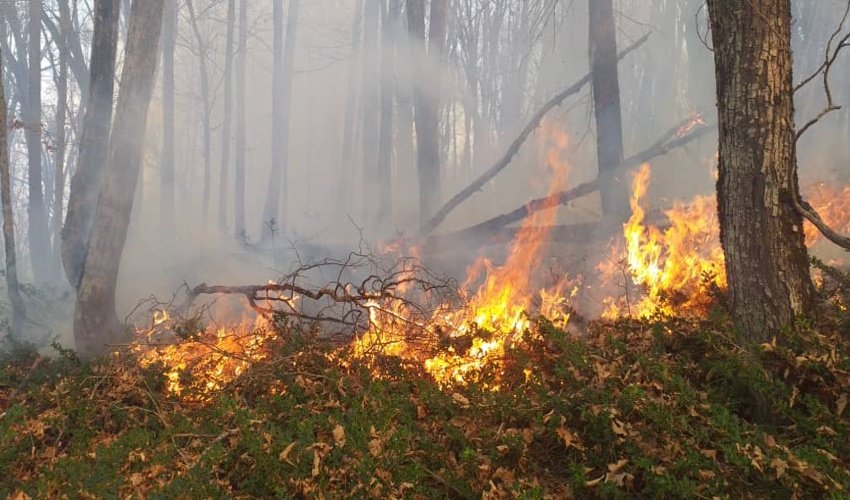 احتمال آتش سوزی جنگلها با افزایش دما را جدی بگیریم/حریق گرما بر خرمن جنگلها 