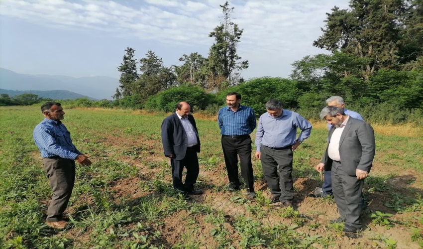 تولید یک میلیون اصله نهال اکالیپتوس در نهالستان قرق آغاز شد