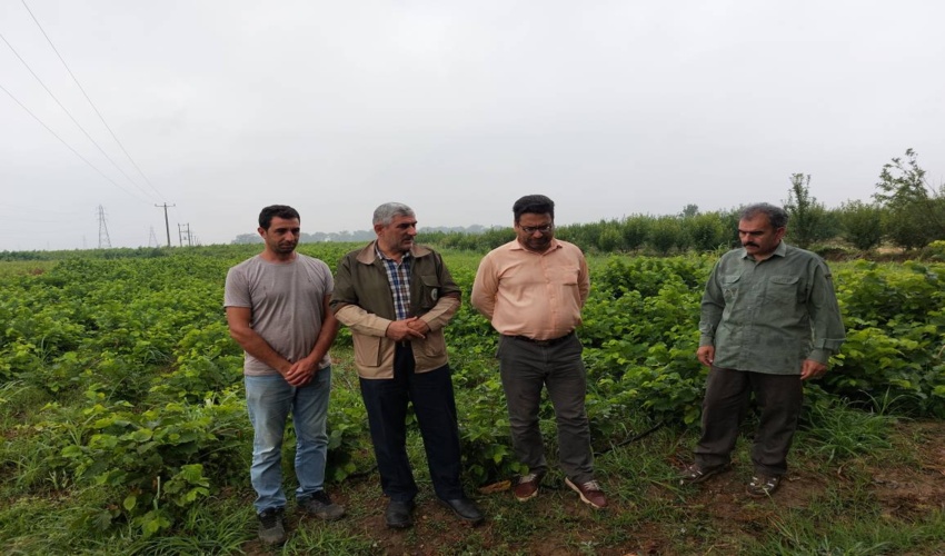 بازدید رئیس و مسئول جنگلکاری و روابط عمومی از نهالستان های سطح شهرستان رامیان