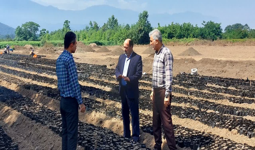 شروع عملیات کاشت یک میلیون نهال اکالیپتوس در نهالستان قرق  