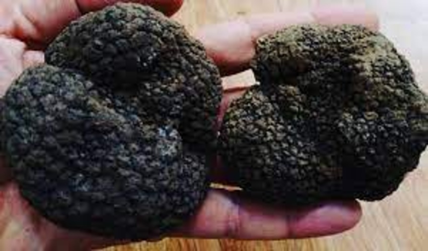 یک میلیارد تومان جزای نقدی متخلف های قارچ ترافل جنگلی