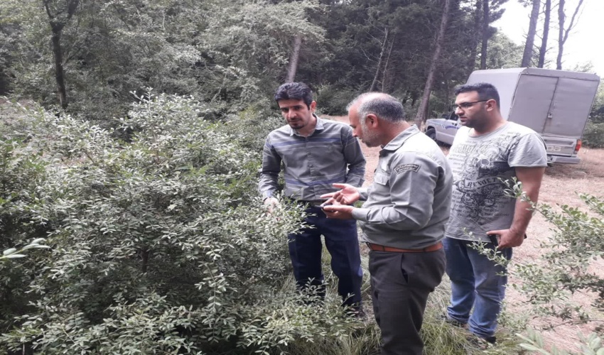 شمشاد هیرکانی در جنگل نرگسی بندرگز وضعیت مطلوبی دارد