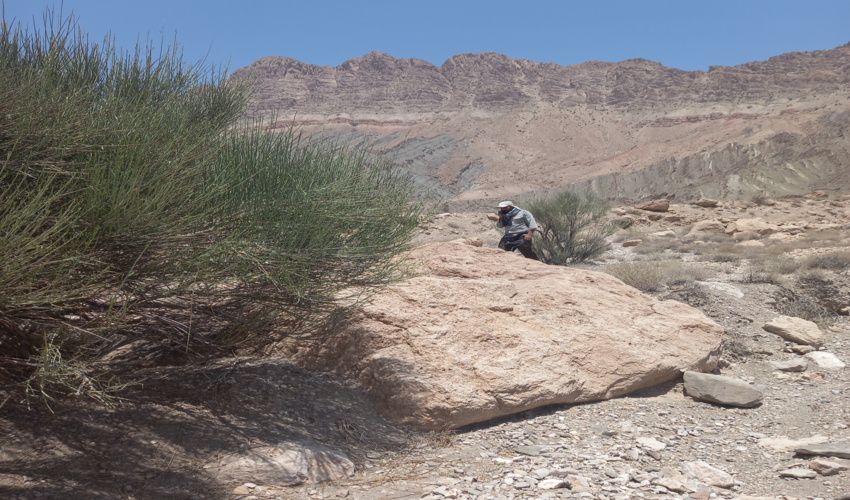 گزارش تصویری؛ معاون امور جنگل سازمان از درختکاری حاشیه جاده روستای قورچای آزادشهر بازدید کرد