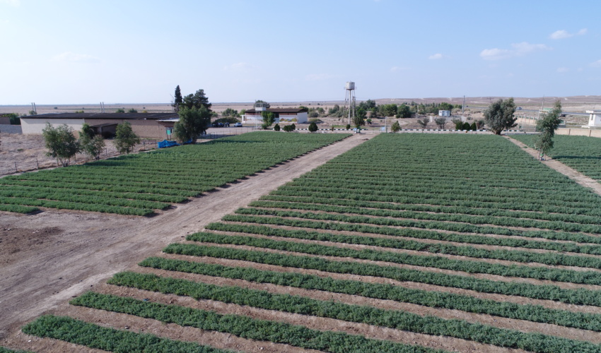 طرح مردمی کاشت یک میلیارد درخت، ضامن زدودن بیابان از چهره گلستان