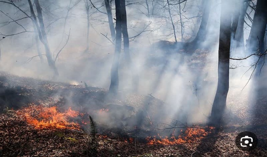 گزارش تصویری حریق منطقه نیلکوه شهرستان گالیکش