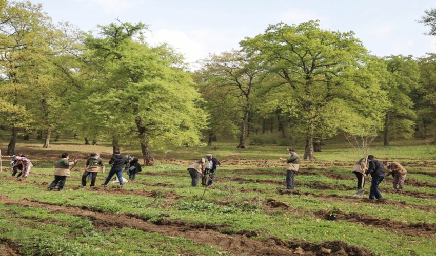 طرح مردمی کاشت یک میلیارد درخت، ضامن زدودن بیابان از چهره گلستان