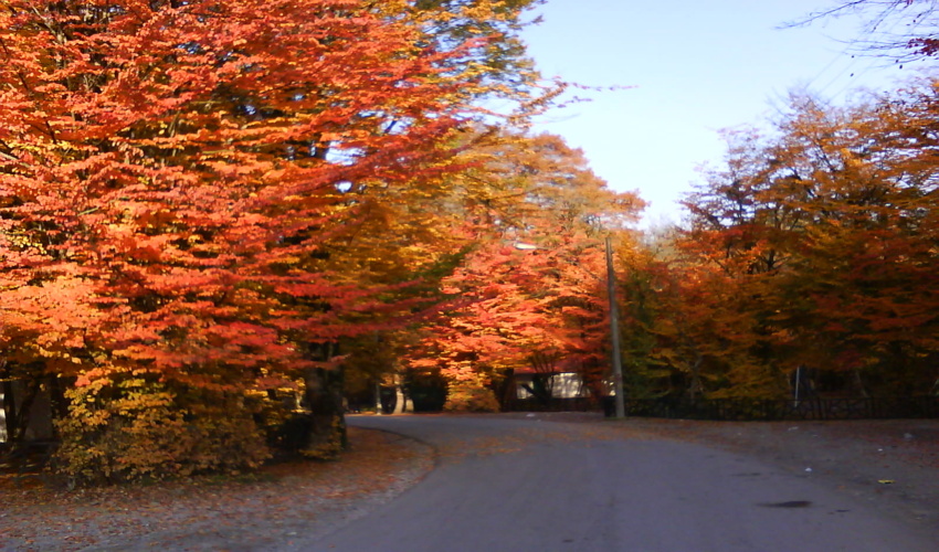 جنگل‌داری اجتماعی ضرورت امروز کشور است