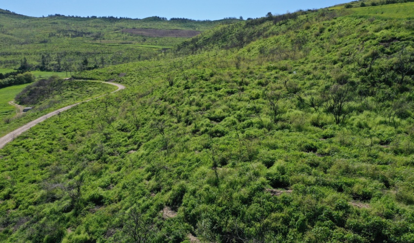 برداشت عوامل فشار از روی جنگل ، تنها نسخه نجات جنگل‌های شرق گلستان از بیابانی شدن