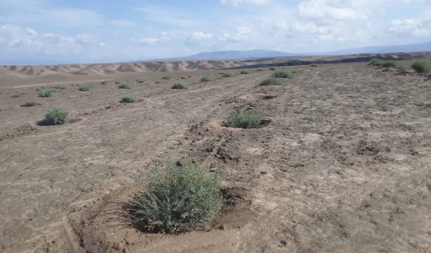 شادابی بوته کاری آق تپه داشلی بر مراوه تپه پس از بارندگی اخیر و آبگیری مناسب  تشتک ها