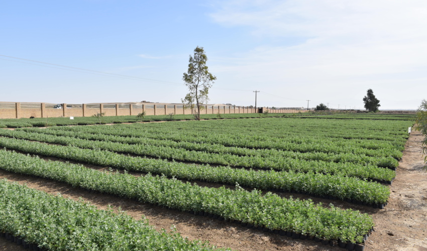 4500 هکتار عرصه مرتعی و بیابانی مناسب کشت  بوته های تولید شده شناسایی شده است