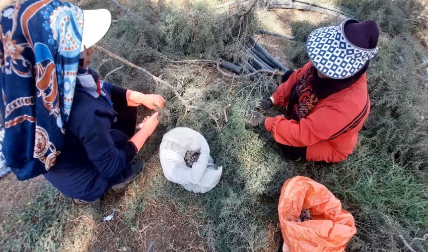 جمع‌آوري بذرهاي درختان جنگلي در استان گلستان آغاز شد